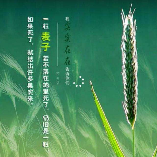 一粒麦子【原唱】